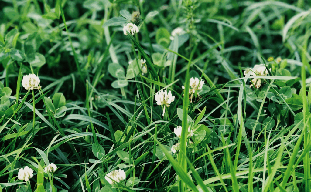 White Clover White Clover