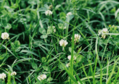 White Clover