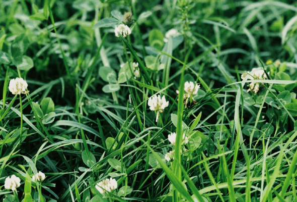 White Clover